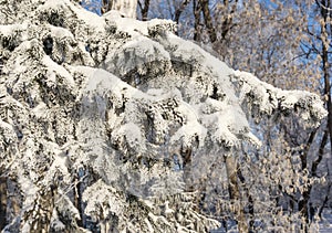 Spruce branches under the cap of snow, fir branch in snow isolated on the white background, christmas tree evergreen spruce tree