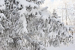 Spruce branches under the cap of snow, fir branch in snow isolated on the white background, christmas tree evergreen spruce tree