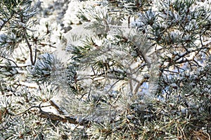 Spruce branches under the cap of snow, fir branch in snow isolated on the white background, christmas tree evergreen spruce tree