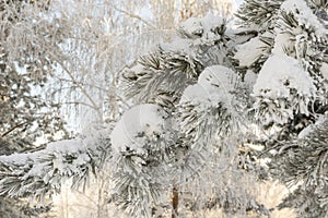 Spruce branches under the cap of snow, fir branch in snow isolated on the white background, christmas tree evergreen spruce tree