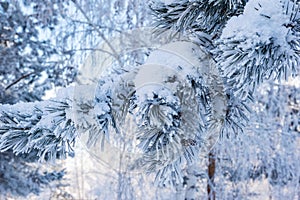 Spruce branches under the cap of snow, fir branch in snow isolated on the white background, christmas tree evergreen spruce tree