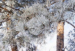 Spruce branches under the cap of snow, fir branch in snow isolated on the white background, christmas tree evergreen spruce tree