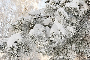 Spruce branches under the cap of snow, fir branch in snow isolated on the white background, christmas tree evergreen spruce tree