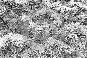 Spruce branches under the cap of snow, fir branch in snow isolated on the white background, christmas tree evergreen spruce tree