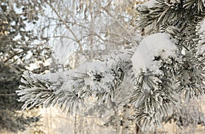 Spruce branches under the cap of snow, fir branch in snow isolated on the white background, christmas tree evergreen spruce tree