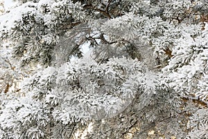 Spruce branches under the cap of snow, fir branch in snow isolated on the white background, christmas tree evergreen spruce tree