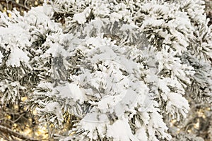 Spruce branches under the cap of snow, fir branch in snow isolated on the white background, christmas tree evergreen spruce tree