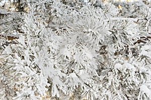 Spruce branches under the cap of snow, fir branch in snow isolated on the white background, christmas tree evergreen spruce tree