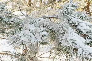 Spruce branches under the cap of snow, fir branch in snow isolated on the white background, christmas tree evergreen spruce tree