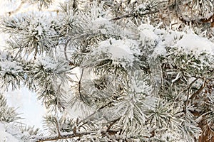 Spruce branches under the cap of snow, fir branch in snow isolated on the white background, christmas tree evergreen spruce tree