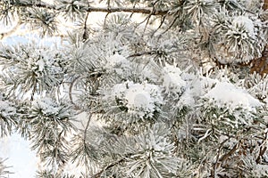 Spruce branches under the cap of snow, fir branch in snow isolated on the white background, christmas tree evergreen spruce tree