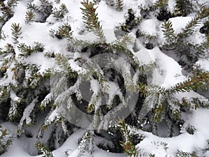 Spruce branches under the first snow. Background for new year greetings.