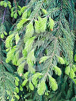Spruce branches with young shoots. Evergreen tree