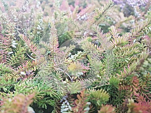 Spruce brunch close-up. Surface focus. Fluffy green pine brunch close-up. Christmas Wallpaper concept. Copy space