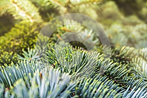 Spruce brunch close up. Texture of Christmas tree needles close-up. Christmas wallpaper concept. Conifer needles, warm