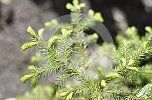 Spruce buds are bright green and can be used as medicin. Beautiful evergreen plant in closeup. Grows in garden and wild