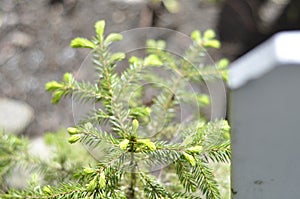 Spruce buds are bright green and can be used as medicin. Beautiful evergreen plant in closeup. Grows in garden and wild