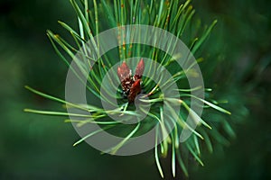 Spruce buds, ripened in the spring. The growth of a plant, close