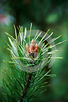 Spruce buds, ripened in the spring. The growth of a plant, close