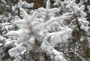 Spruce Christmas tree covered in snow, clouseup