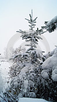 Spruce - christmastree