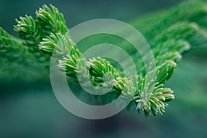 Spruce closeup macro with cold tones