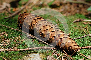 Spruce cone