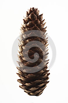 Spruce cone
