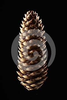 Spruce cone