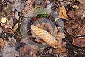 Spruce cone on autumn leaves. Close-up.