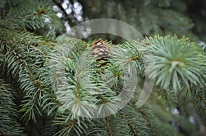 Spruce with a cone. Big plan of the cone. Cone on the branch.
