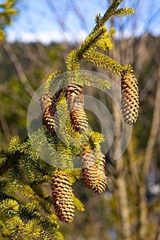 spruce cone on a branch