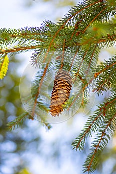 spruce cone on a branch