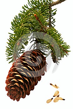 Spruce cone branch.