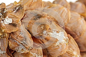 Spruce cone, cedar cone, the structure of the shoot of gymnosperm coniferous plants, reproduction and expansion of forests, macro