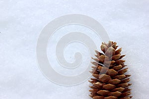 Spruce cone, isolated on a white background. A bump in the snow. Top view. Spruce cone. Picea abies. Copy space. Winter