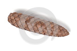 Spruce cone