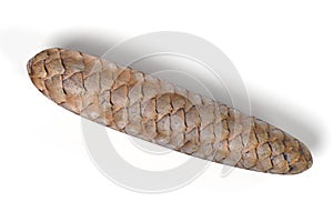Spruce cone