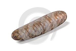 Spruce cone
