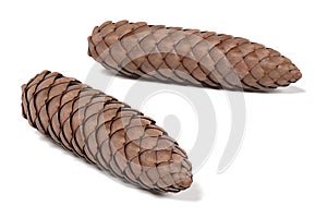 Spruce cone