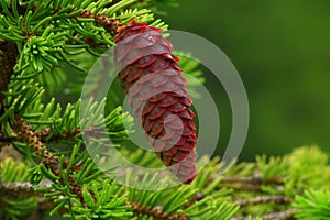 Spruce cone