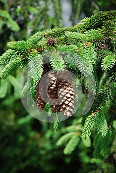 Spruce cones