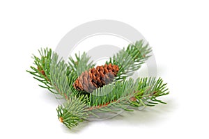 Spruce cones against a white background