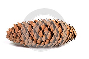 Spruce cones against a white background