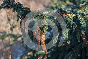 Spruce cones on branch closeup selective focus