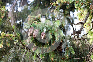 Spruce cones.