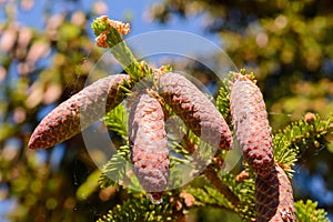 Spruce cones emanating from the resin of the tree