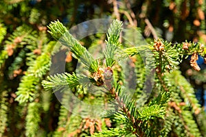 Spruce cones emanating from the resin of the tree