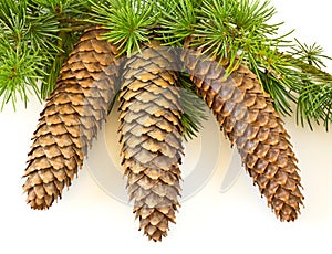 Spruce cones with foliage