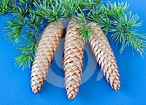 Spruce cones and foliage on blue background